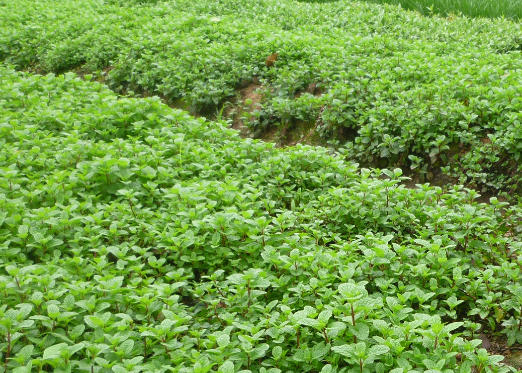 ขั้นตอนในการทำผัก 4